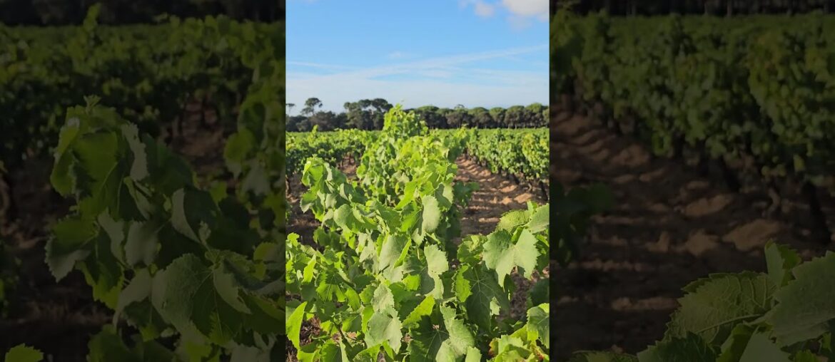 French vineyard #music #vineyard #vigne #france #wine