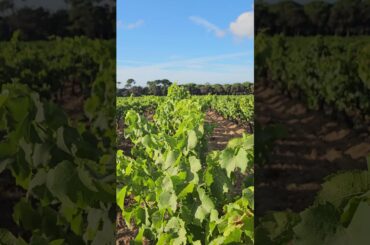 French vineyard #music #vineyard #vigne #france #wine