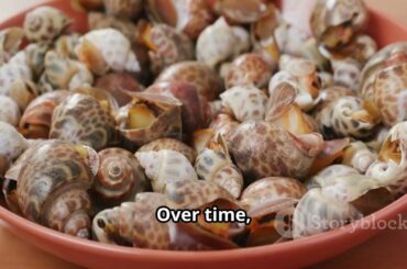 Exploring the delicacy of Esacargot : From farm to table