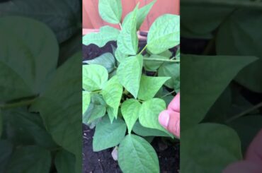 French beans plant