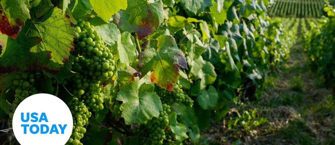 France’s Champagne region proves respect sows a rich business | USA TODAY