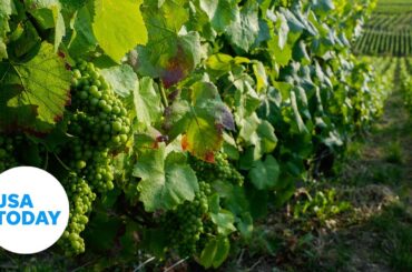 France’s Champagne region proves respect sows a rich business | USA TODAY