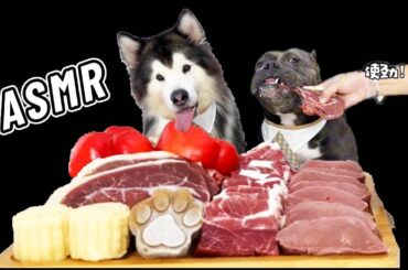 ASMR Dog Mukbang French fighting dogs and Alaska have an immersive meal together #pets #dog #eat