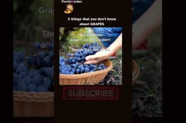 3 things that you don’t know about Grape #short #grape #viral
