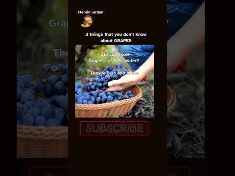 3 things that you don’t know about Grape #short #grape #viral 3 things that you don’t know about Grape #short #grape #viral