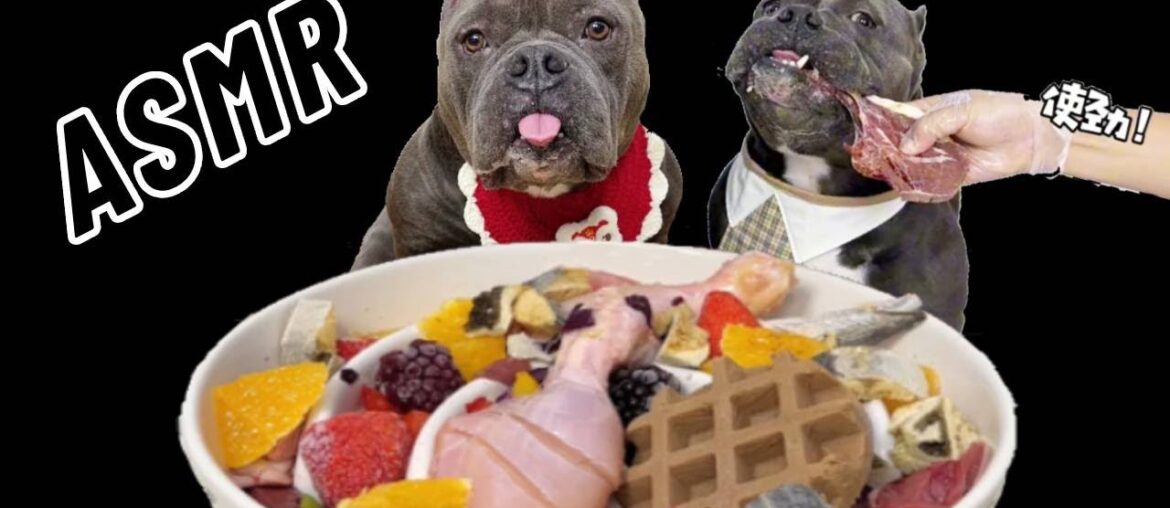 Dog Mukbang ASMR French fighting dog skin sister dinner collection #pets #asmr #food #eatinsounds