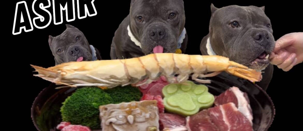Dog Mukbang ASMR French Bulldog eats giant black tiger shrimp for the first time. #asmr #pets #dog Dog Mukbang ASMR French Bulldog eats giant black tiger shrimp for the first time. #asmr #pets #dog