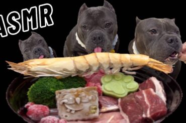 Dog Mukbang ASMR  French Bulldog eats giant black tiger shrimp for the first time. #asmr #pets #dog