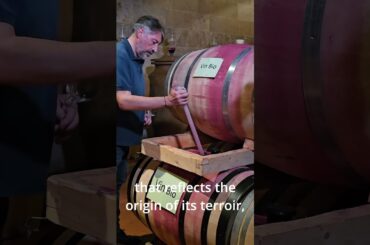 Embracing Lebanon's Terroir: A Wine Journey #wine #lebanon #trailer