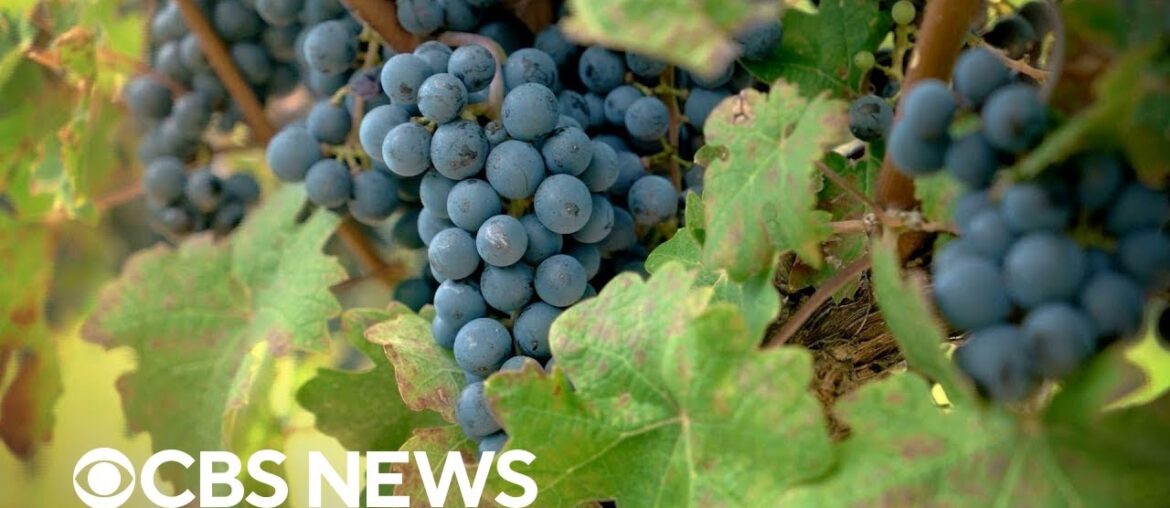 The dramatic shift in the world of wine The dramatic shift in the world of wine