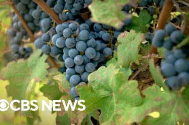 The dramatic shift in the world of wine