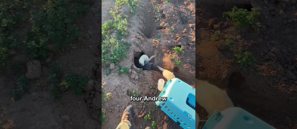 This is a city in southern France, famous across Europe for its rabbit infestation