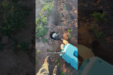 This is a city in southern France, famous across Europe for its rabbit infestation