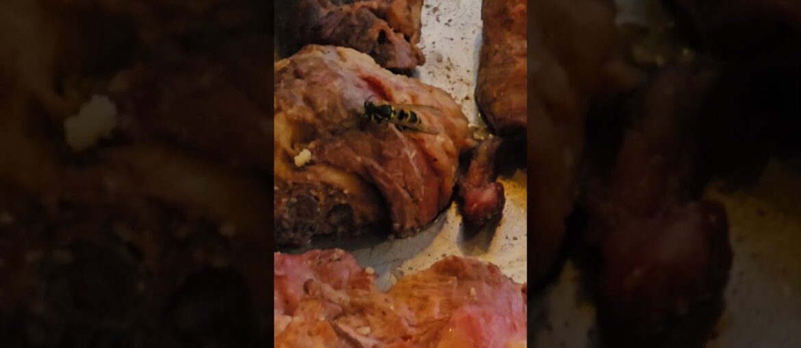 Wild wasps eating raw meat #frenchstyle #rawmeat #meat #raw #French #france #frenchwine