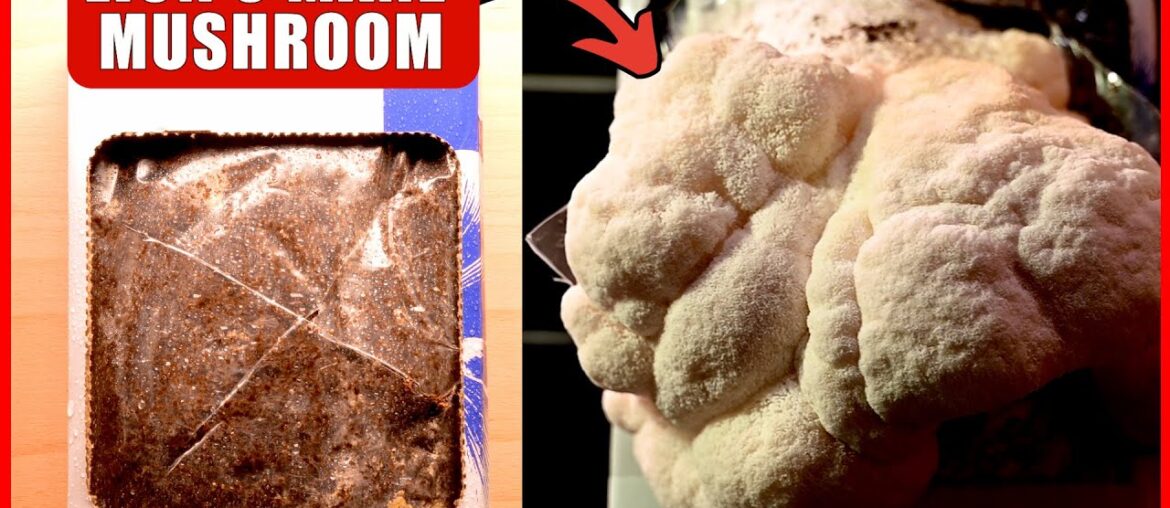 Growing Edible Gourmet Mushrooms At Home - Part 01 | Timelapse Video | 93/1993