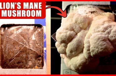 Growing Edible Gourmet Mushrooms At Home - Part 01 | Timelapse Video | 93/1993