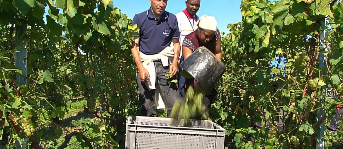 Greatest Champagne's Houses | Great French Wines