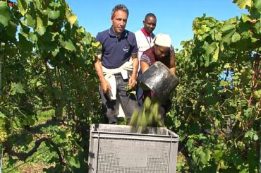 Greatest Champagne's Houses | Great French Wines