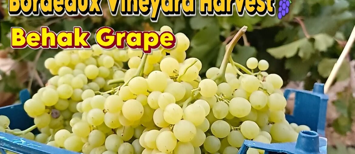 Behak Grape Harvest in Bordeaux: A Taste French-Shiraz Grape Behak Grape Harvest in Bordeaux: A Taste French-Shiraz Grape