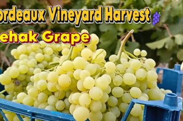Behak Grape Harvest in Bordeaux: A Taste French-Shiraz Grape