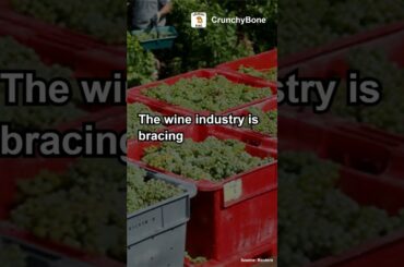 France faces 18% drop in wine production due to adverse weather #crunchybone #france #wine