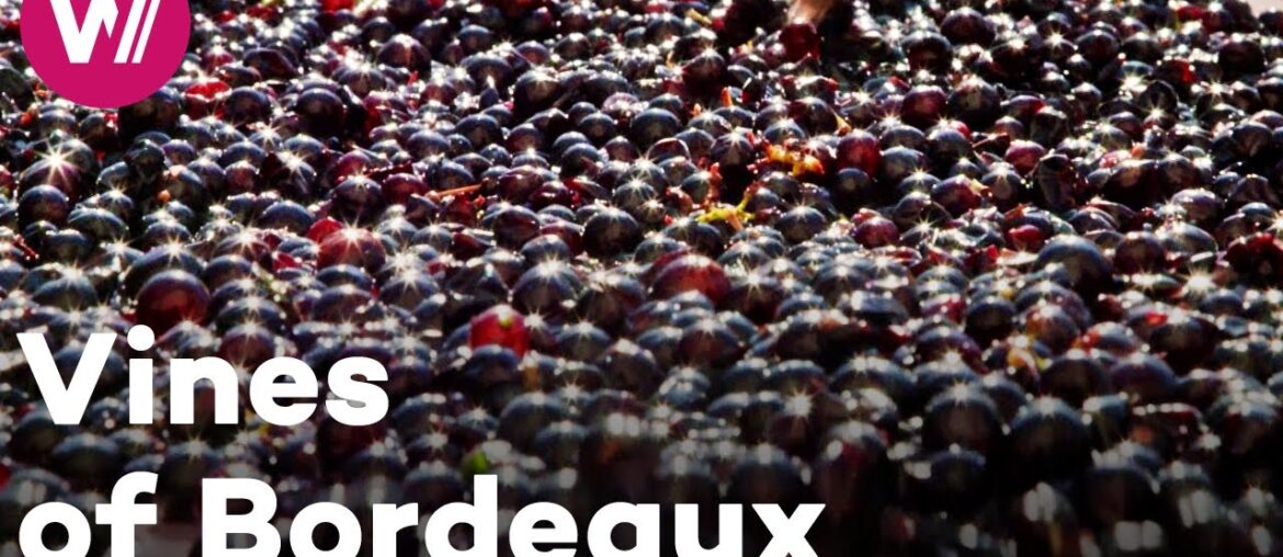 France - The most famous wines in the world | Worldwide Wine Civilizations