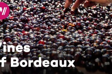 France - The most famous wines in the world | Worldwide Wine Civilizations