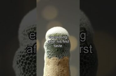 The Story of Dom Perignon