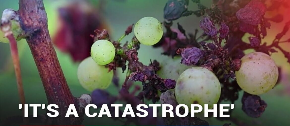 'Catastrophic' harvest for French winemaker due to adverse weather | ABS-CBN News