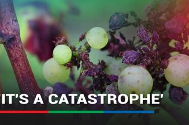 'Catastrophic' harvest for French winemaker due to adverse weather | ABS-CBN News