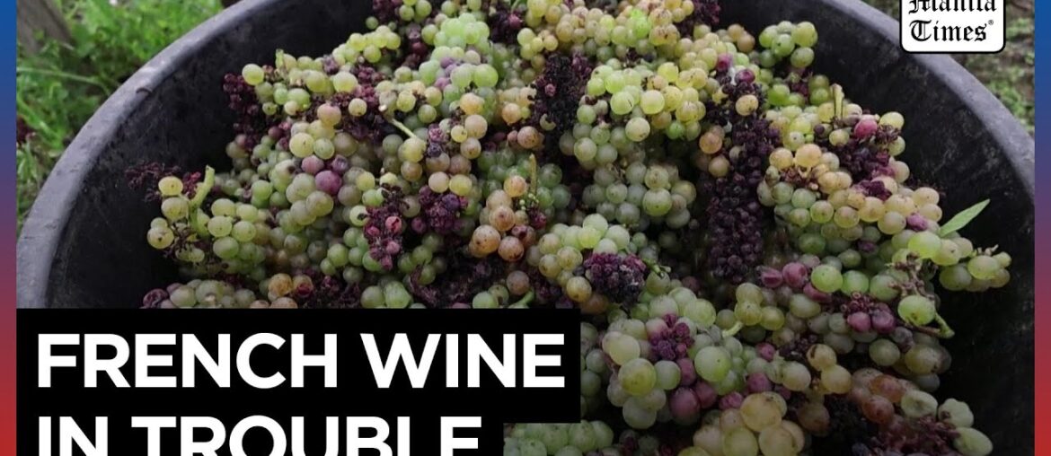 Catastrophic' harvest for French winemaker due to adverse weather