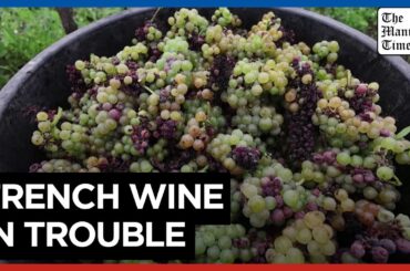 Catastrophic' harvest for French winemaker due to adverse weather