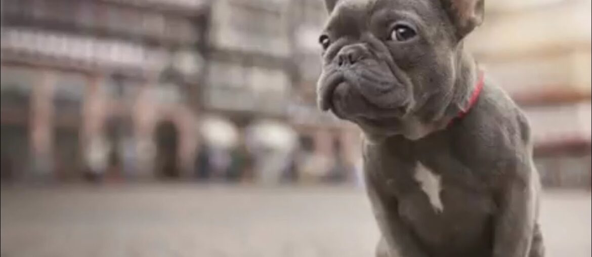 FRENCH BULLDOG 101 - Everything You Need To Know About Owning A French Bull Dog Puppy