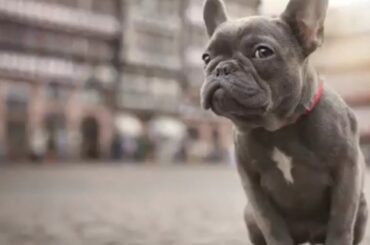 FRENCH BULLDOG 101 - Everything You Need To Know About Owning A French Bull Dog Puppy