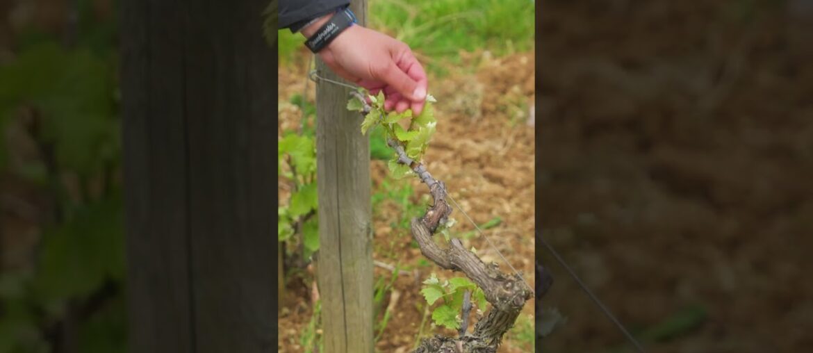 Behind-the-Scenes filming in Burgundy at Domaine Bitouzet-Prieur #travel #wine #france Behind-the-Scenes filming in Burgundy at Domaine Bitouzet-Prieur #travel #wine #france