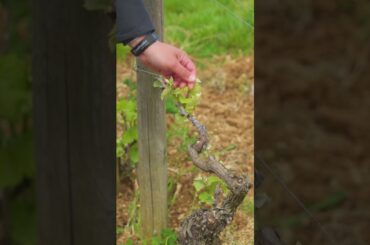 Behind-the-Scenes filming in Burgundy at Domaine Bitouzet-Prieur #travel #wine #france