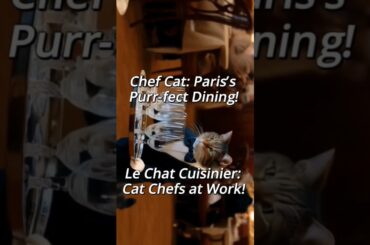 Chef Cat in Paris: The Most Purr-fect Restaurant! #music #cat #ai #cuddlycat