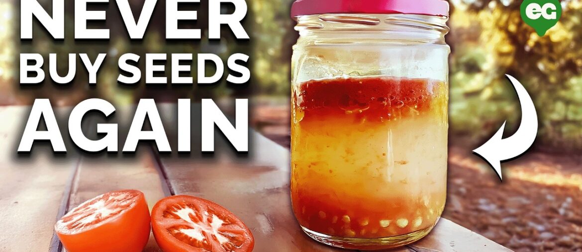 How to Save Seeds: Seed Saving Techniques EXPLAINED How to Save Seeds: Seed Saving Techniques EXPLAINED