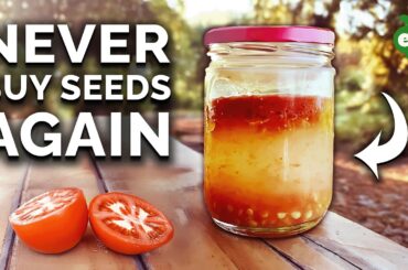 How to Save Seeds: Seed Saving Techniques EXPLAINED
