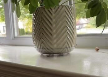 I want to add other plants next to this