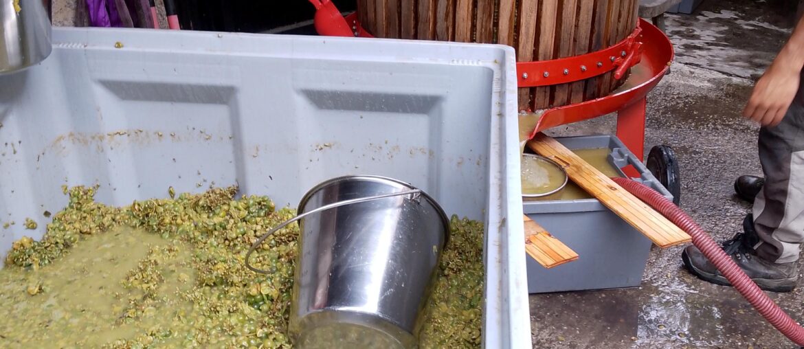 Handpressed grüner veltiner at katla wine