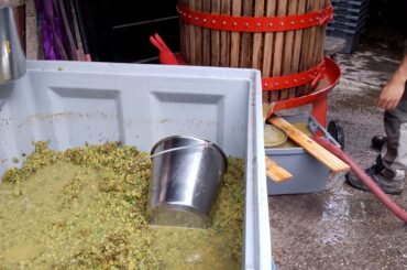 Handpressed grüner veltiner at katla wine