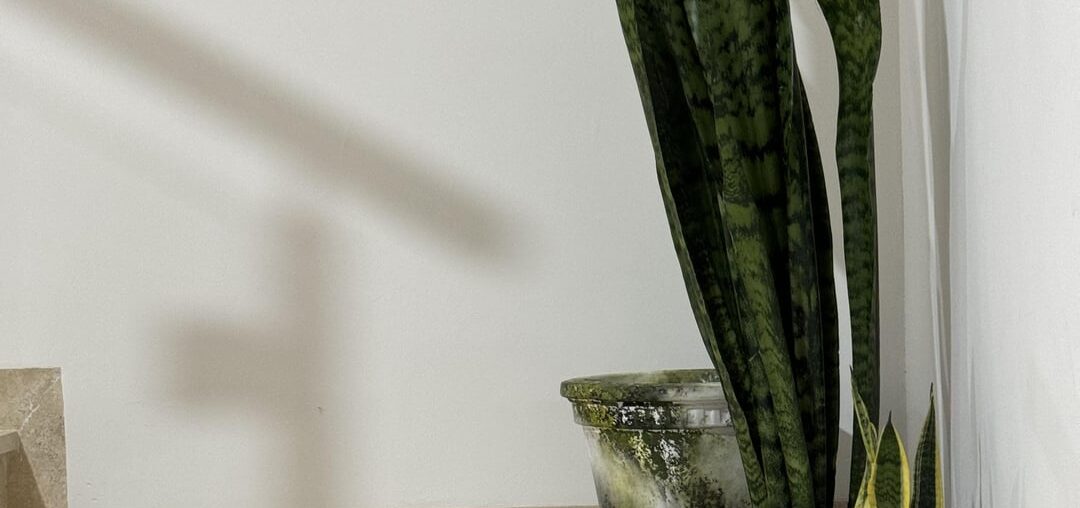 Should the tallest snake plant go in the back? Or a medium size snake plant in the back pot? Hubby and I are having a debate.