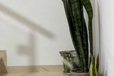 Should the tallest snake plant go in the back? Or a medium size snake plant in the back pot? Hubby and I are having a debate.