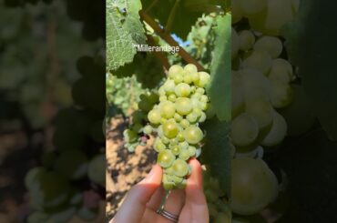 Did you know this about Chardonnay Grapes? #wine #winetasting #winetours #sommelier