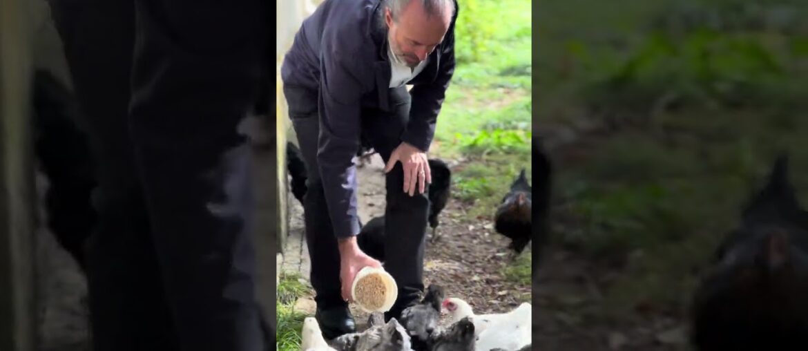 VIGNOBLES DESPAGNE-RAPIN (Montagne SAINT-EMILION) #winery #frenchwine #organicwine  #biodynamicwine