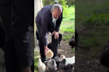 VIGNOBLES DESPAGNE-RAPIN (Montagne SAINT-EMILION) #winery #frenchwine #organicwine  #biodynamicwine