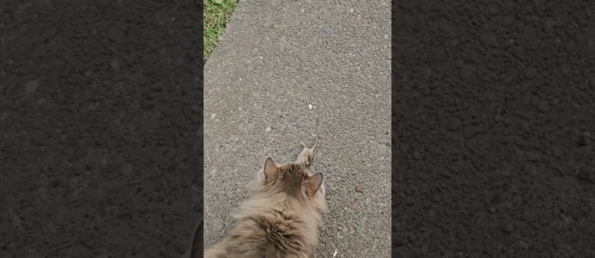 My cat killed a mouse to,that’s 2 dead My cat killed a mouse to,that's 2 dead