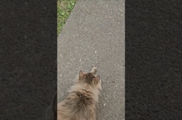 My cat killed a mouse to,that's 2 dead