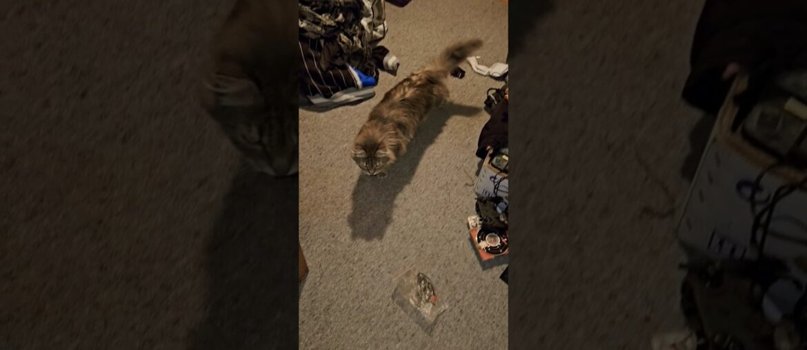 My cat is waiting... pt.1